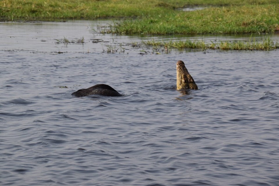 Botsuana -  - Dann ein etwas größeres Krokodil, es war gerade dabei die Reste eines Elefanten zu verspeisen.