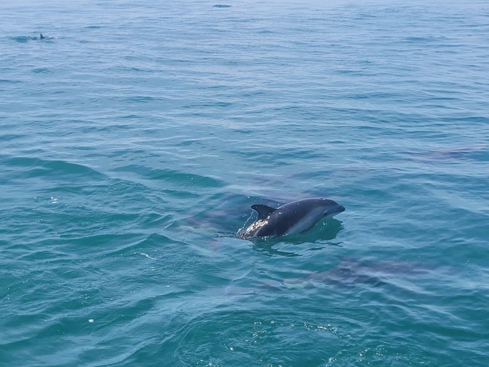 Neuseeland - Kaikoura - 