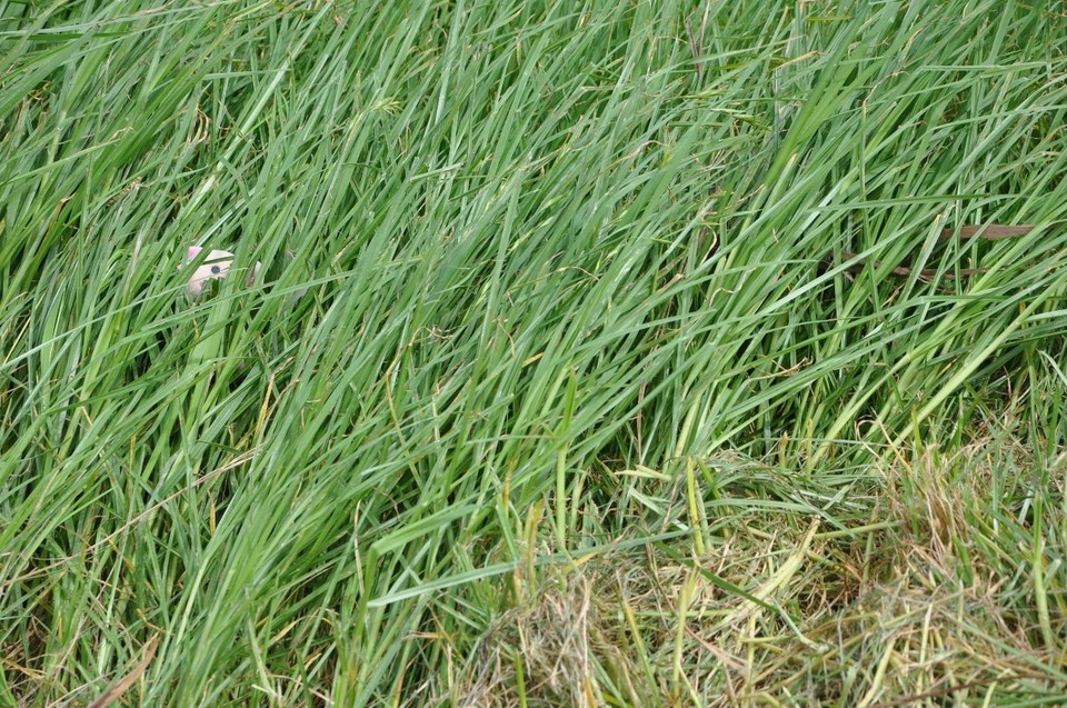 Neuseeland - Cape Reinga - Das windet ja