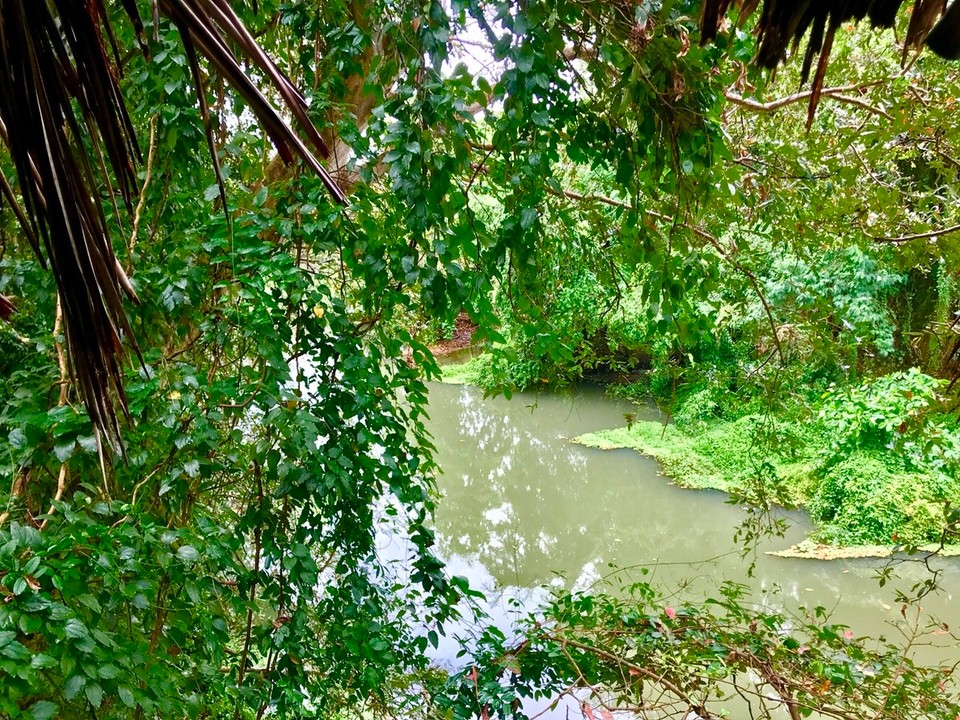 Sri Lanka -  - Blick vom 🌲 🏠 