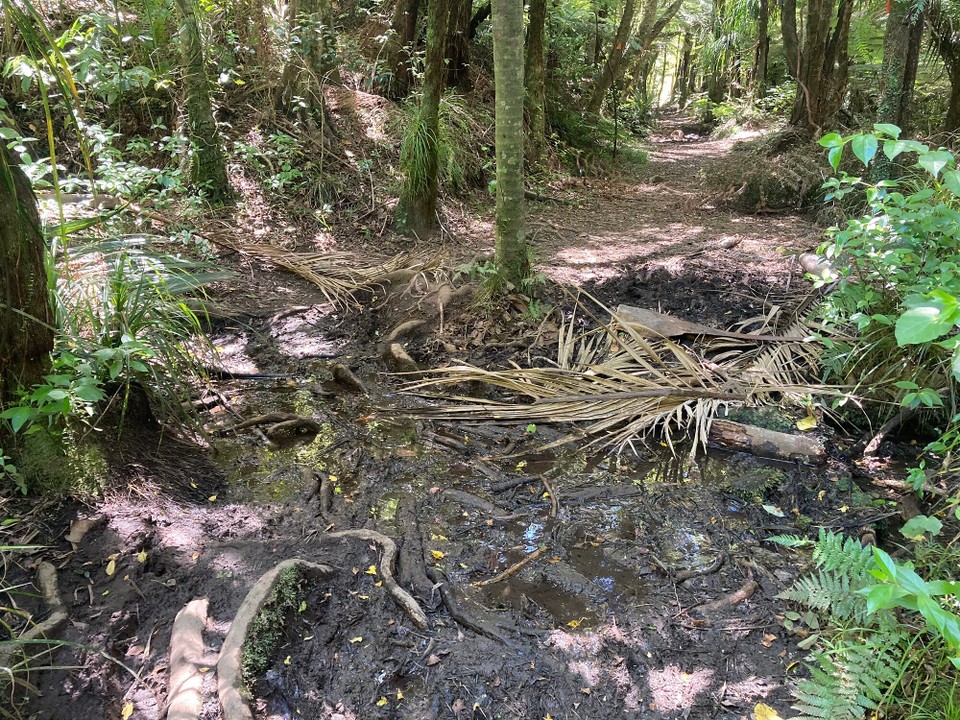 Neuseeland - Coromandel Forest Park - Endlich wieder Matsch 😂