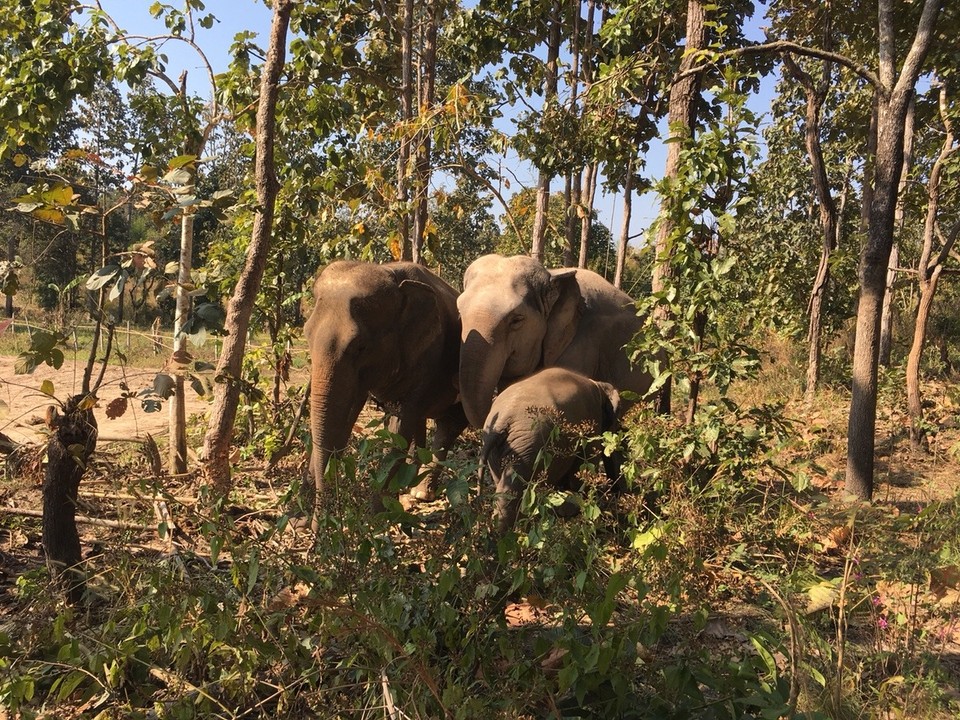 Thailand - Chiang Mai - 