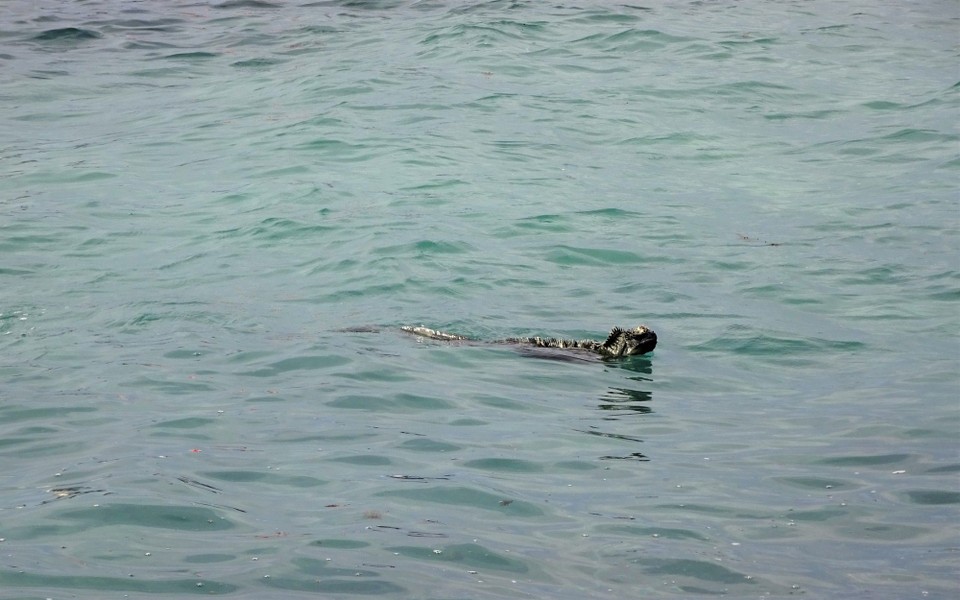 Ecuador - Fernandina Island - Marine Iguana