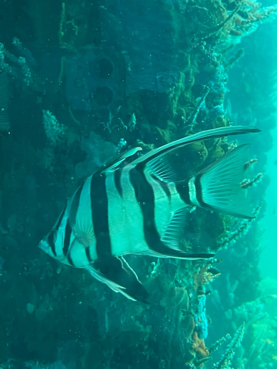Australien - Busselton - Wo man Fische und Korallen 9m unter der Wasseroberfläche beobachten konnte.