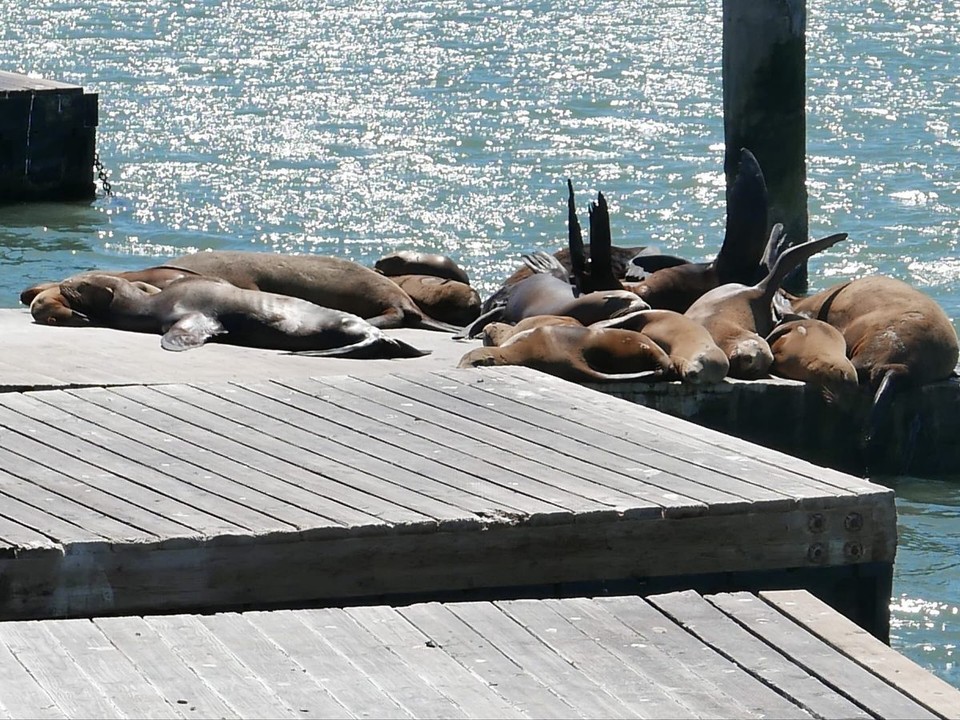 USA - San Francisco - Pier 39....