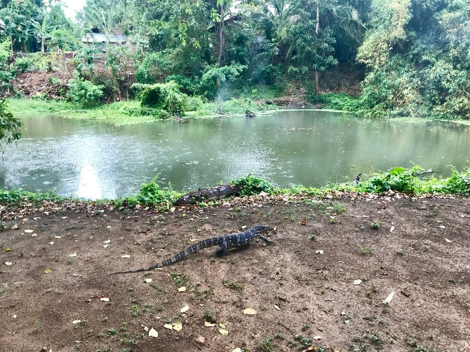 Sri Lanka -  - 🦎