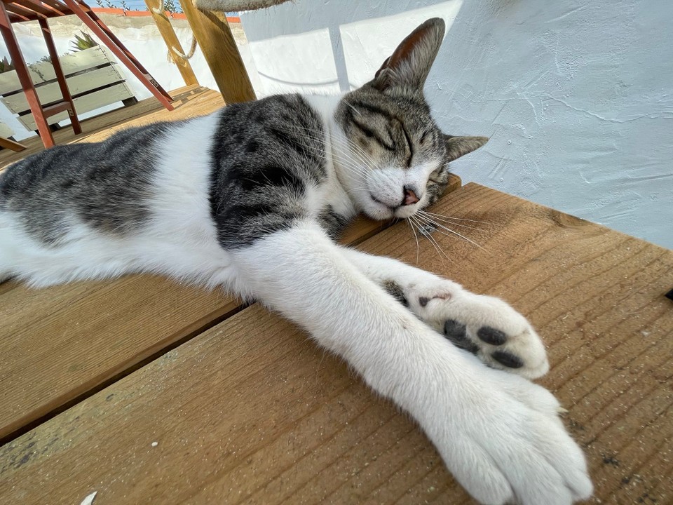 Portugal - Aljezur - Mr. Black unser Adoptivkater