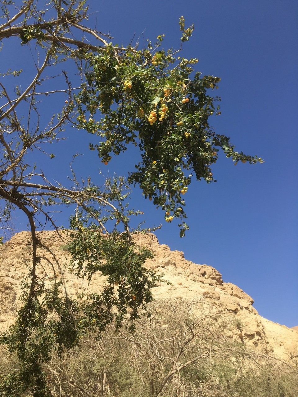 Israel - Ein Gedi - 