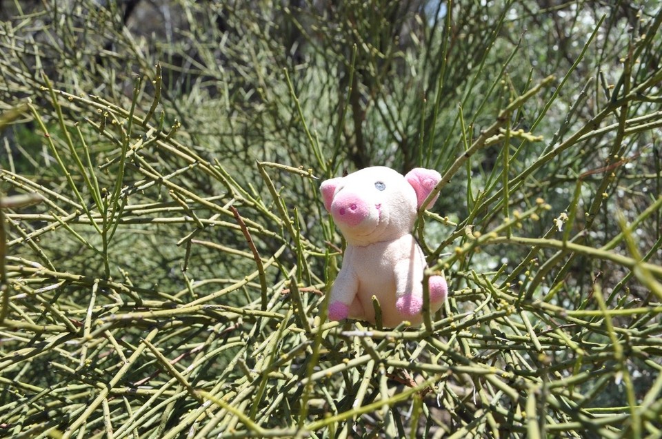Australien - Kalgoorlie - 