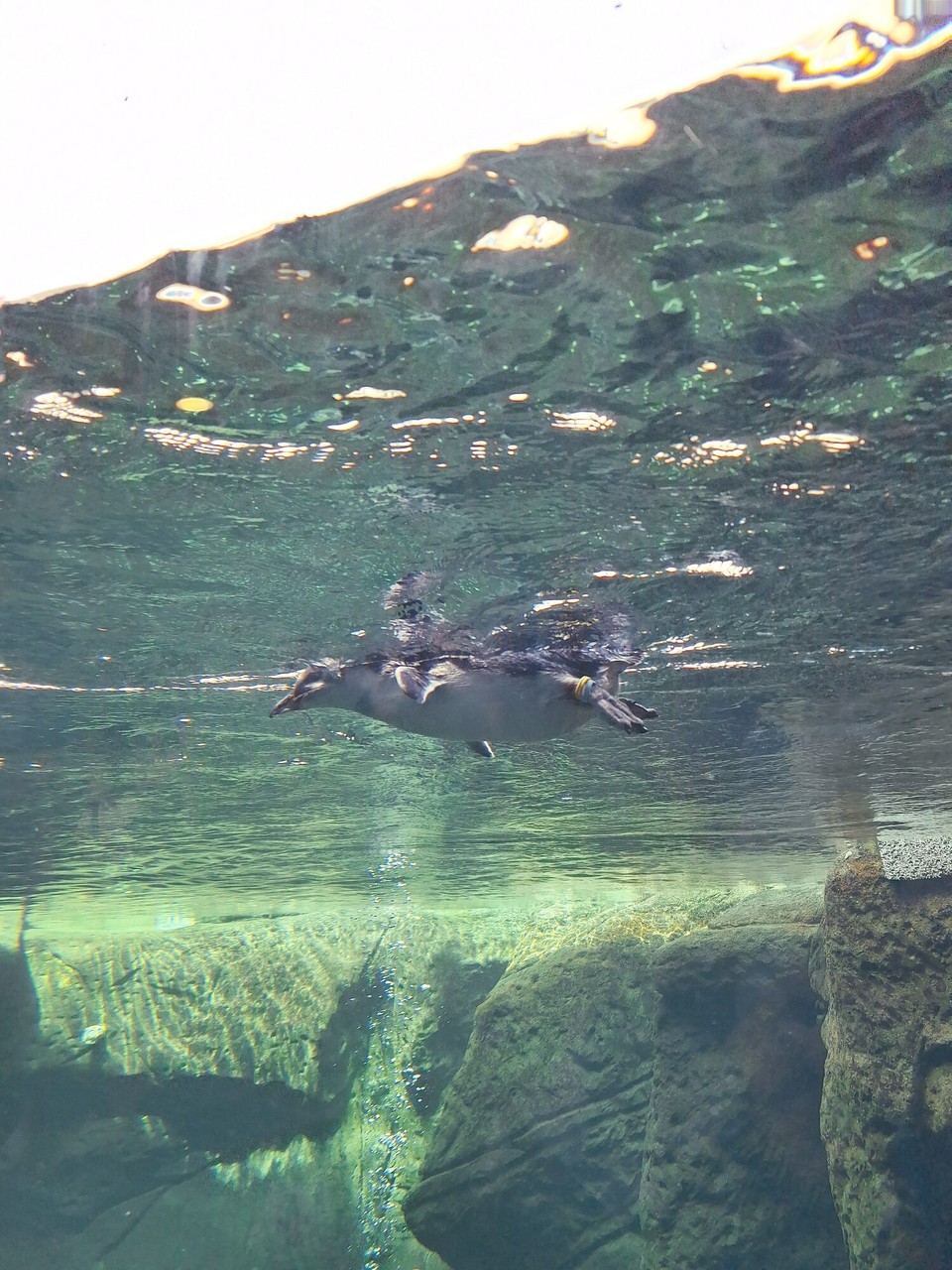 Neuseeland - Christchurch - Blue Pinguine 