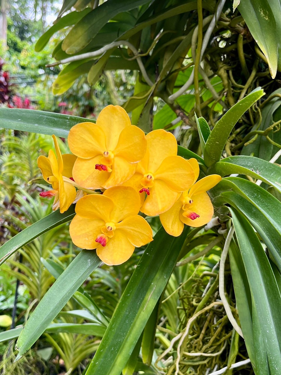 Singapur - Singapur - 
