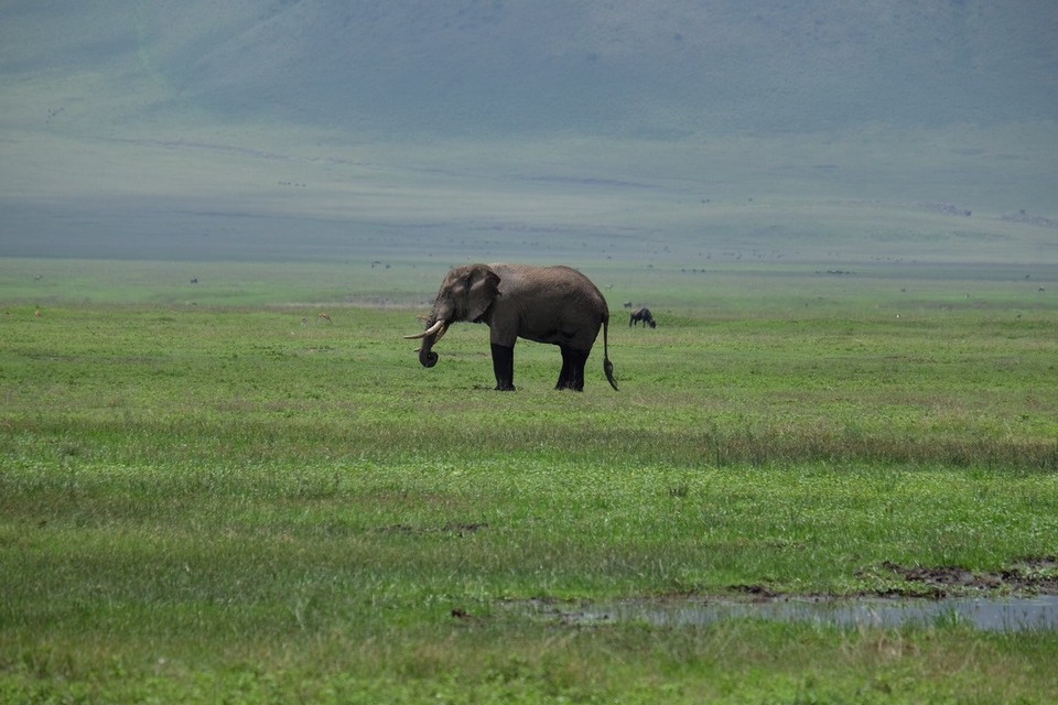  - Schutzgebiet Ngorongoro - 
