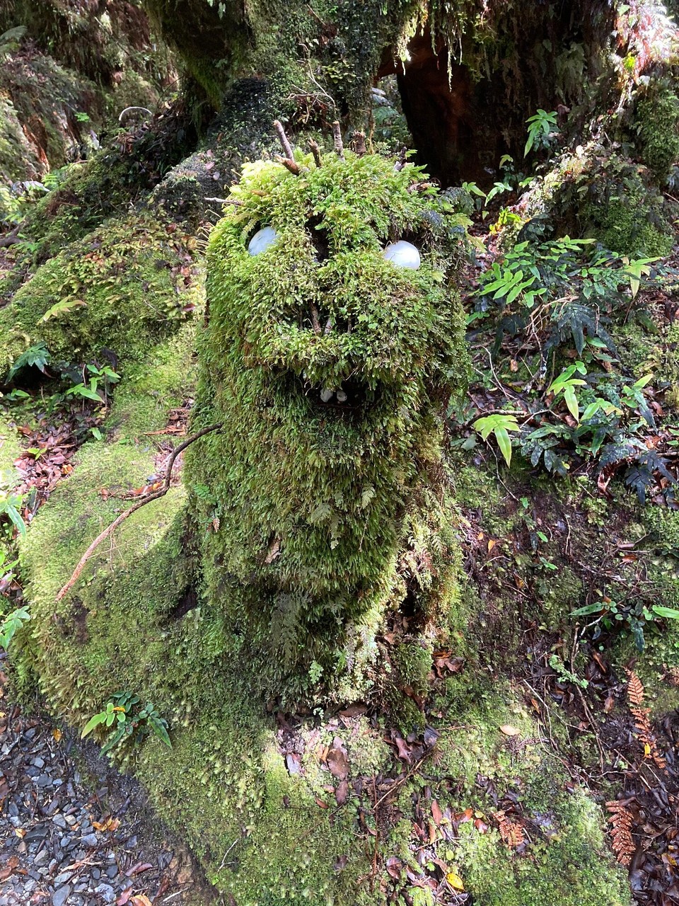 Neuseeland -  - Nächster Stopp - Monro Beach. Im Wald treffen wir auf den kleinen Gesellen 😀