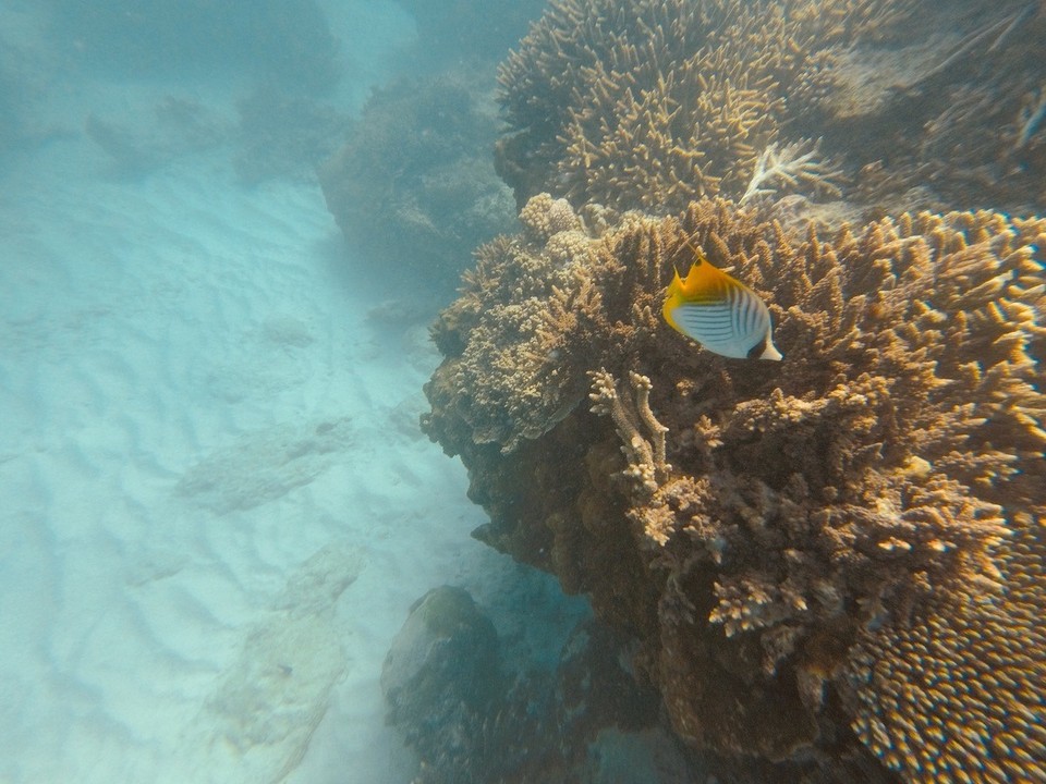  - Australia, Great Barrier Reef Conservation Reserve, Lady Elliot Island - 
