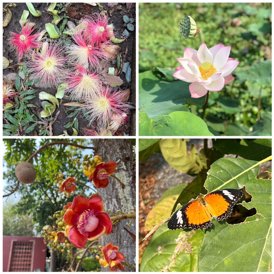 Thailand - Chiang Mai - 