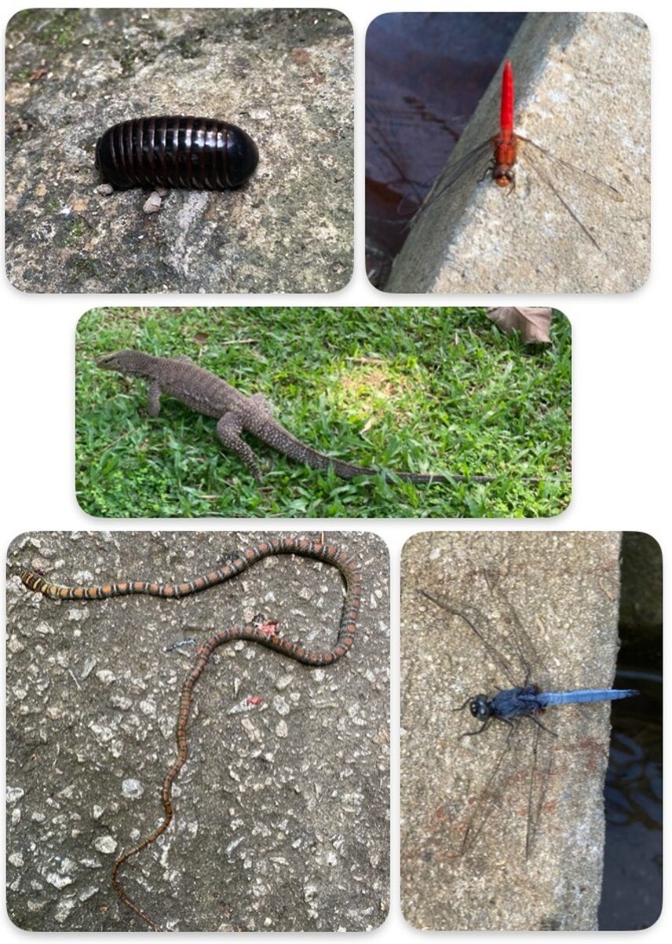 Malaysia - Ayer Itam - 
