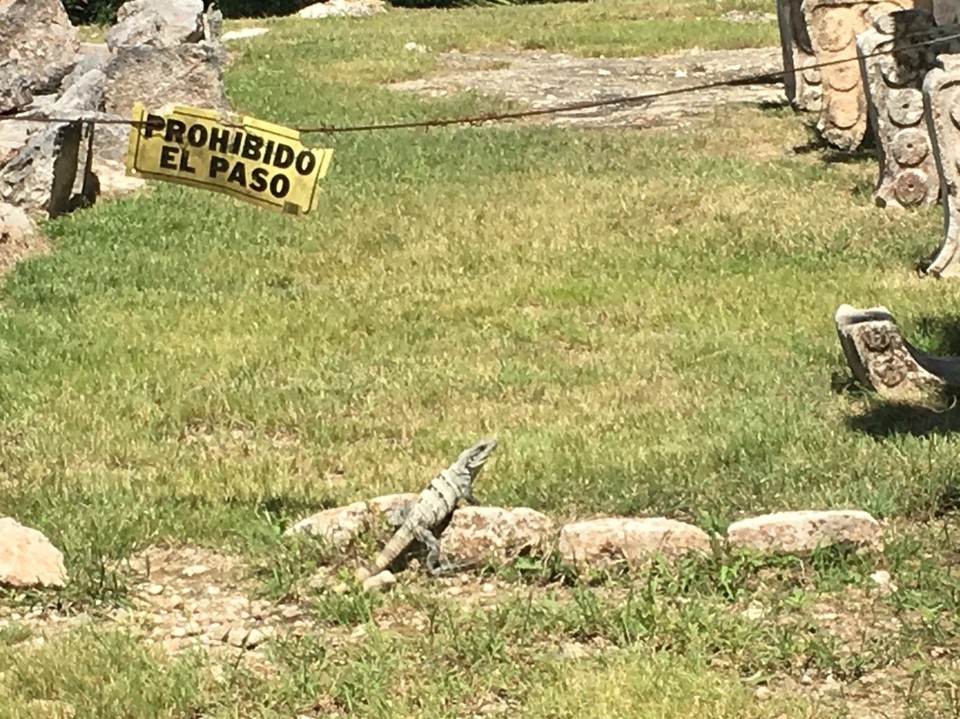 Mexico - Mérida - Leguaan