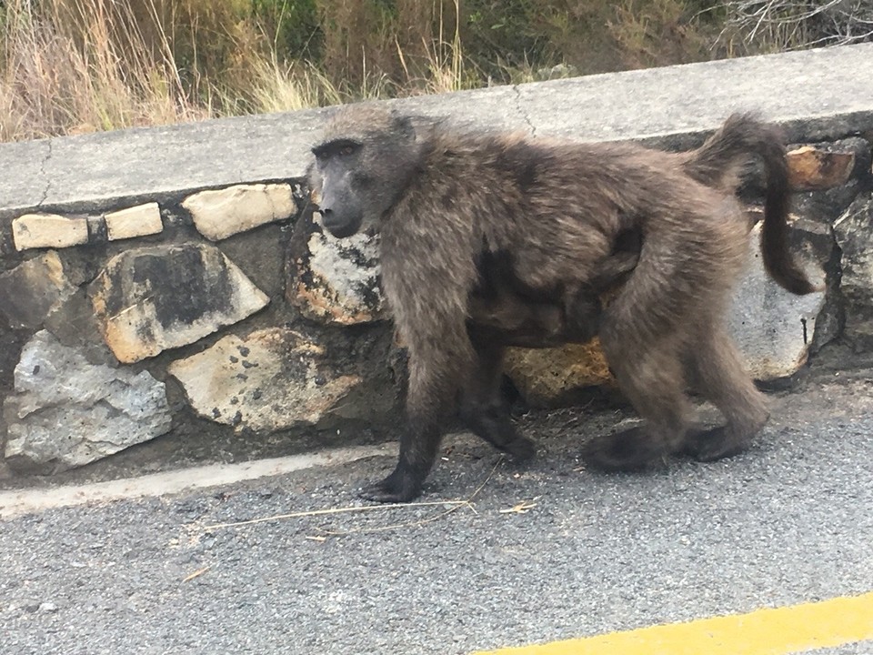 Südafrika - Jongensfontein - baboon mit baby