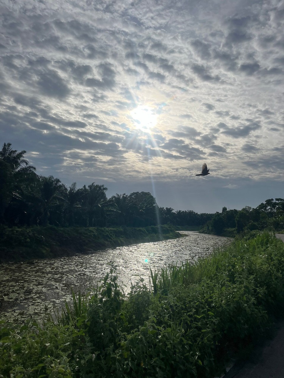 Thailand - Mueang Chumphon - 