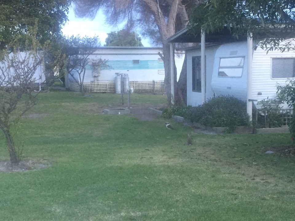  - Australia, Marlo, Ocean View Caravan Park - Nyuszi és kacagójancsi fogadott minket...