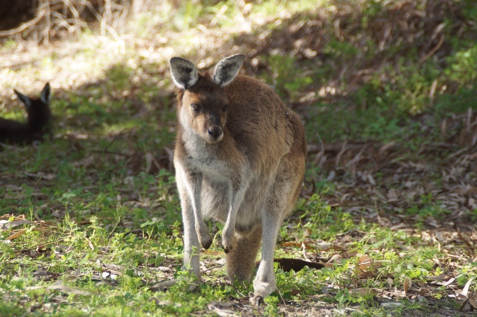 Australien - Yanchep - Hei Känguru 😍