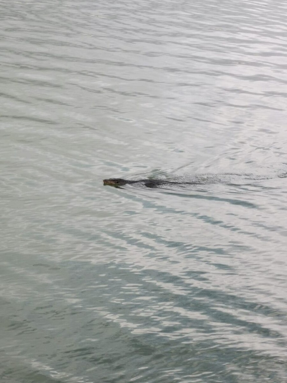 Singapur - Singapur - schwimmendi Echsa