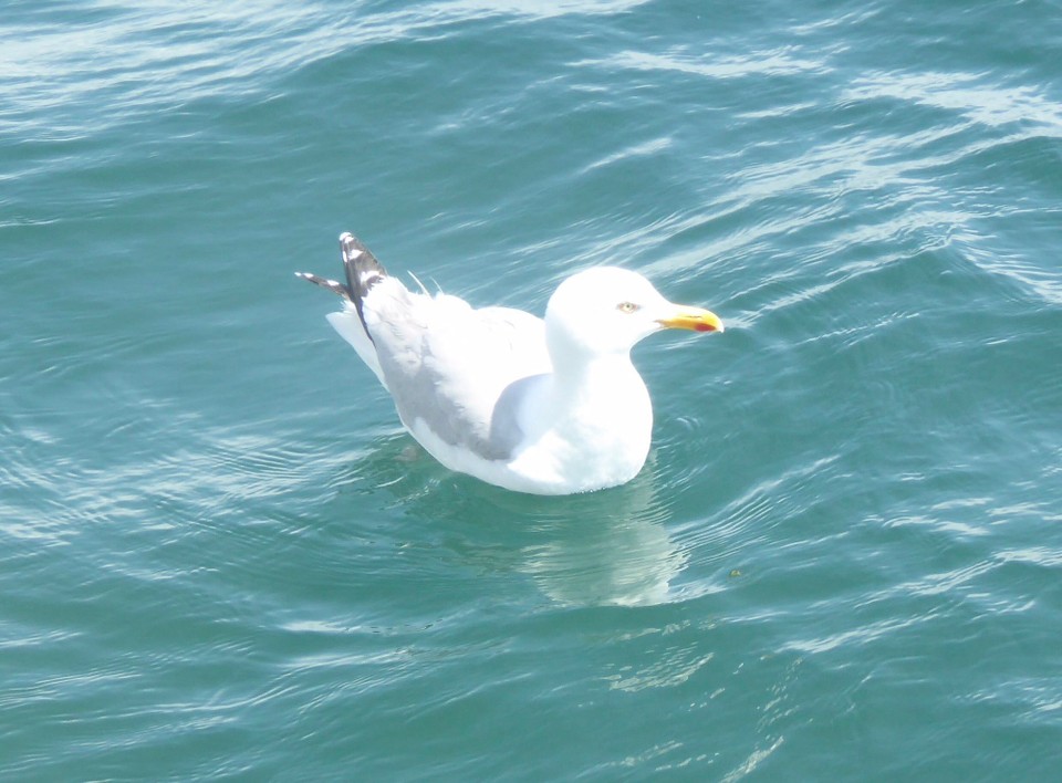 Ireland -  - Our only company a persistent seagull patiently waiting for some of our lunch.