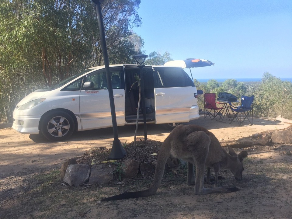  - Australia, Agnes Water, Horizons Kangaroo Sanctuary - 