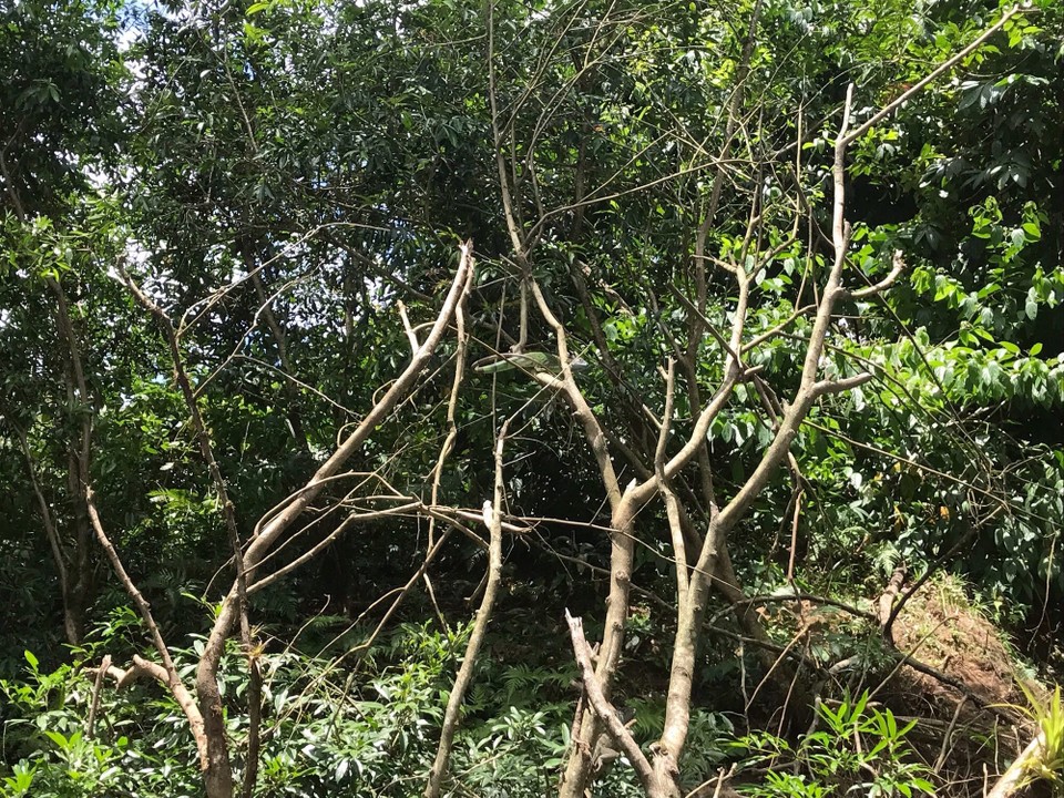 Costa Rica - Paraiso - 