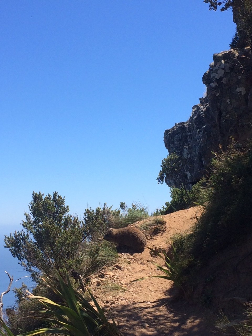  - Südafrika, Kapstadt, Lion's Head - Murmeltier 