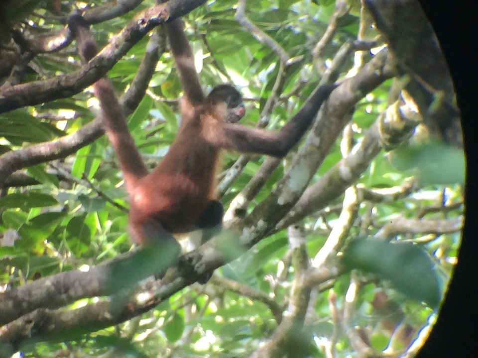 Costa Rica - Osa - 