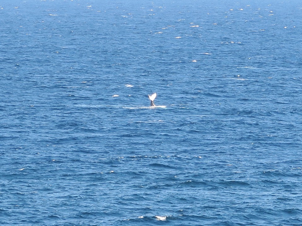 Australia - Sydney - Encore des baleines..!