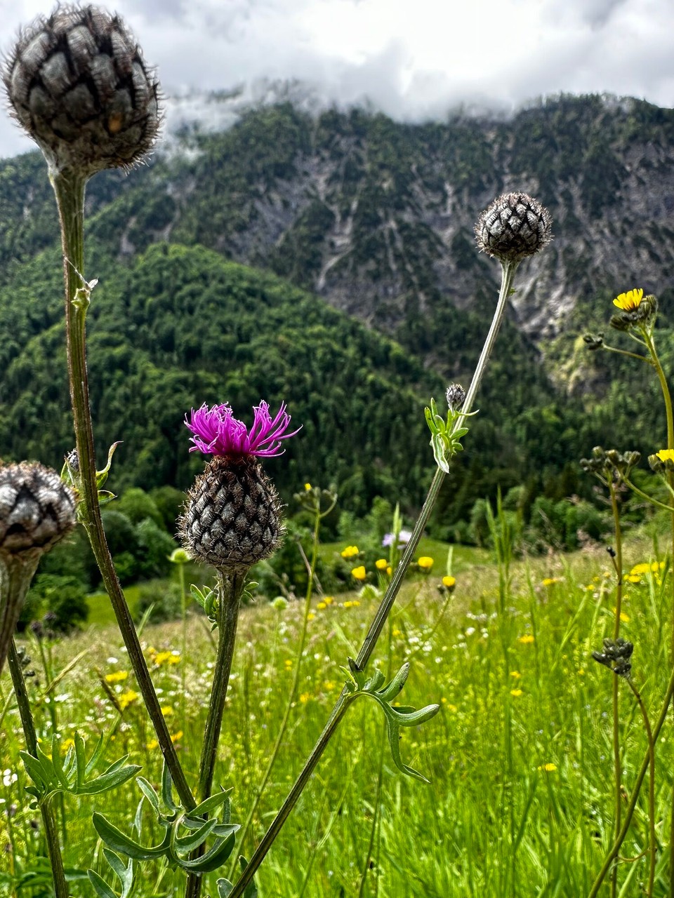 Österreich - Kufstein - 