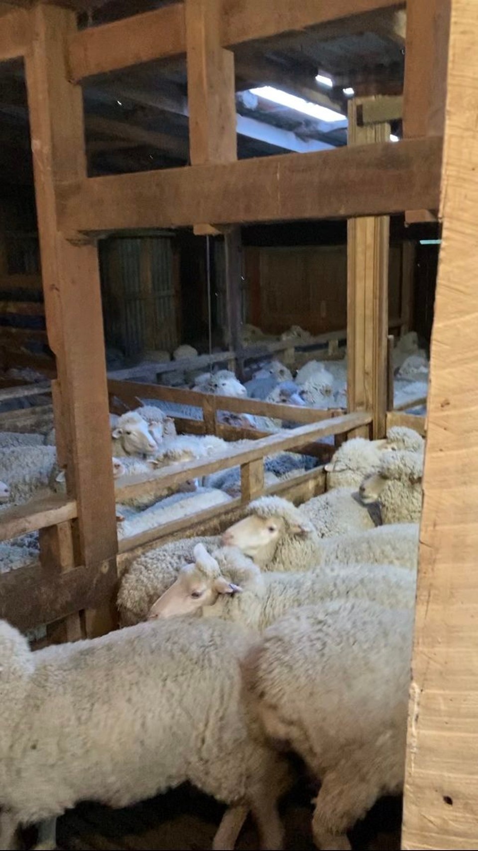 Neuseeland - Ward - Von Box zu Box geht es immer näher zum Wolle abnehmen