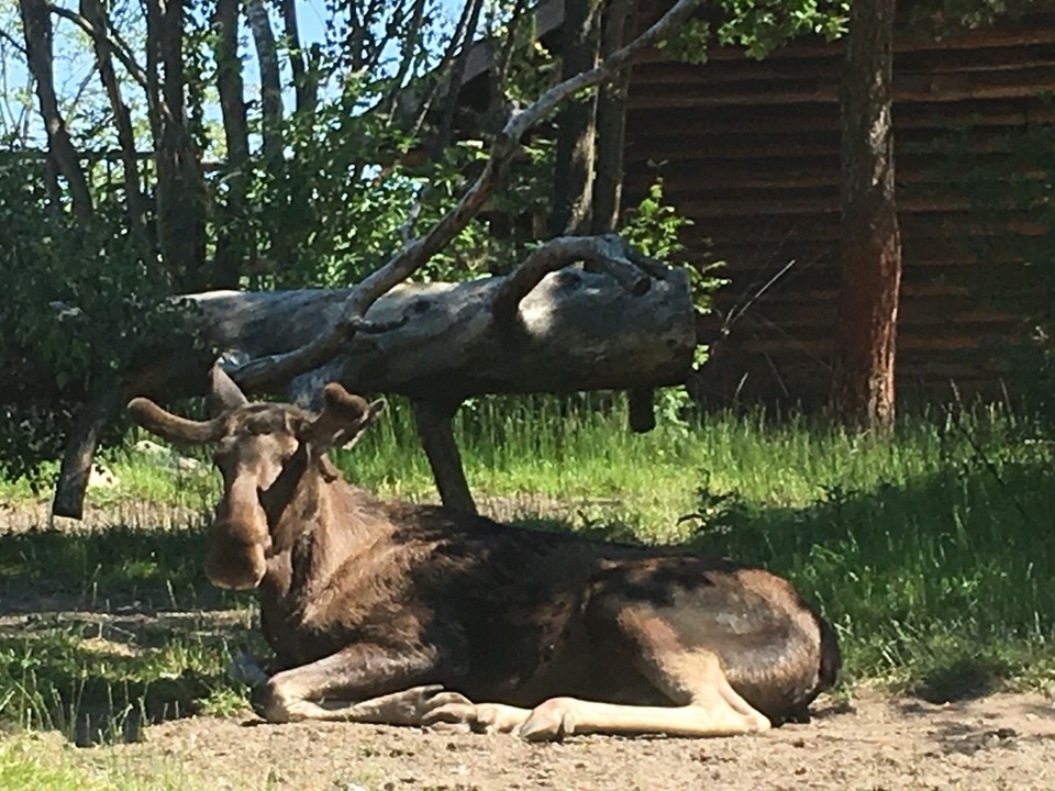 Schweden - Stockholm - Oder ist das der Elch?