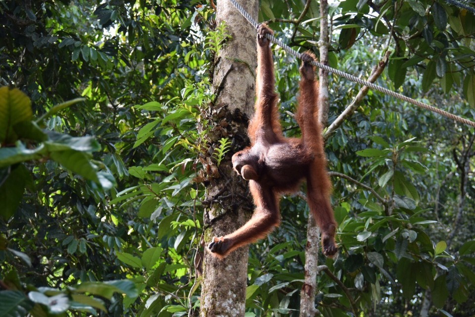Malaysia - Kuching - By by 
das war es für heute, für uns war dieser Tag einer der beeindruckensten Tierbegegnungen die wir auf unseren Reisen je hatten.