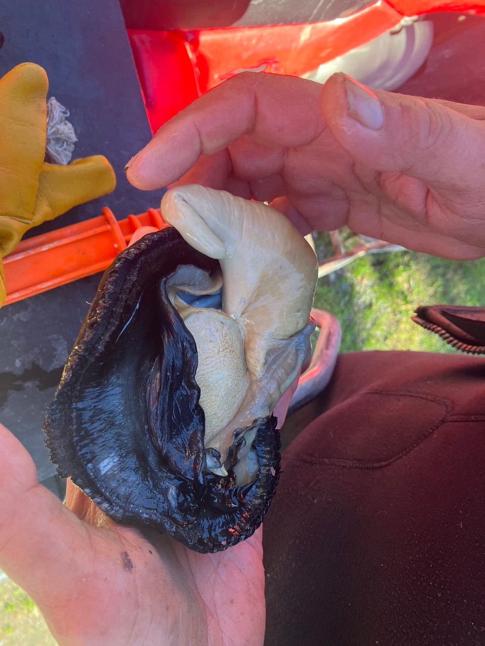 Neuseeland - Seddon - Und seinen Fund hat er uns dann auch gleich noch gezeigt - Paua Muscheln