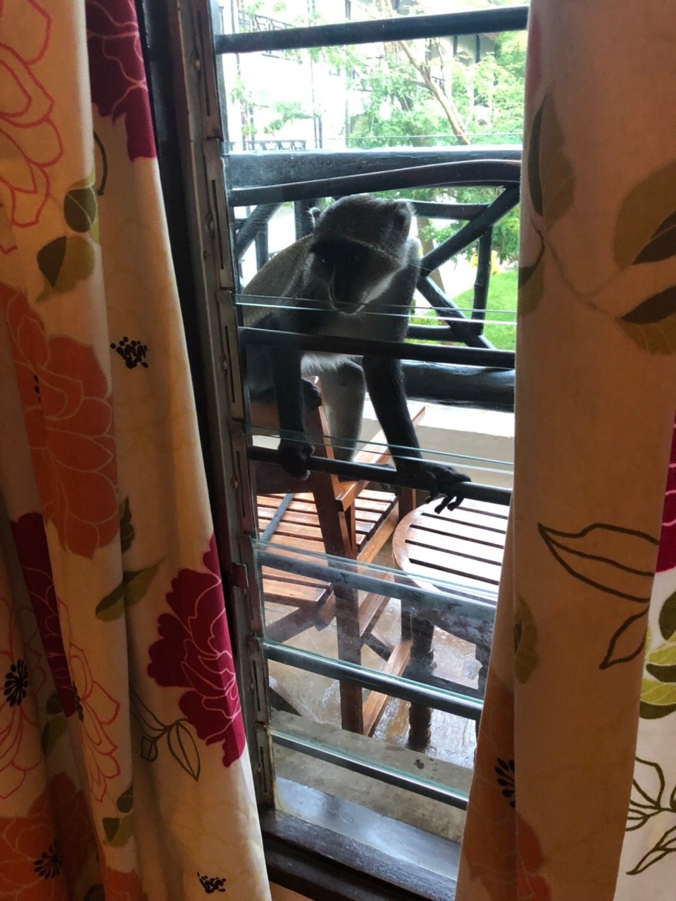 Kenia - Kwale - Affe 🦍 will auch noch mal tschüss sagen