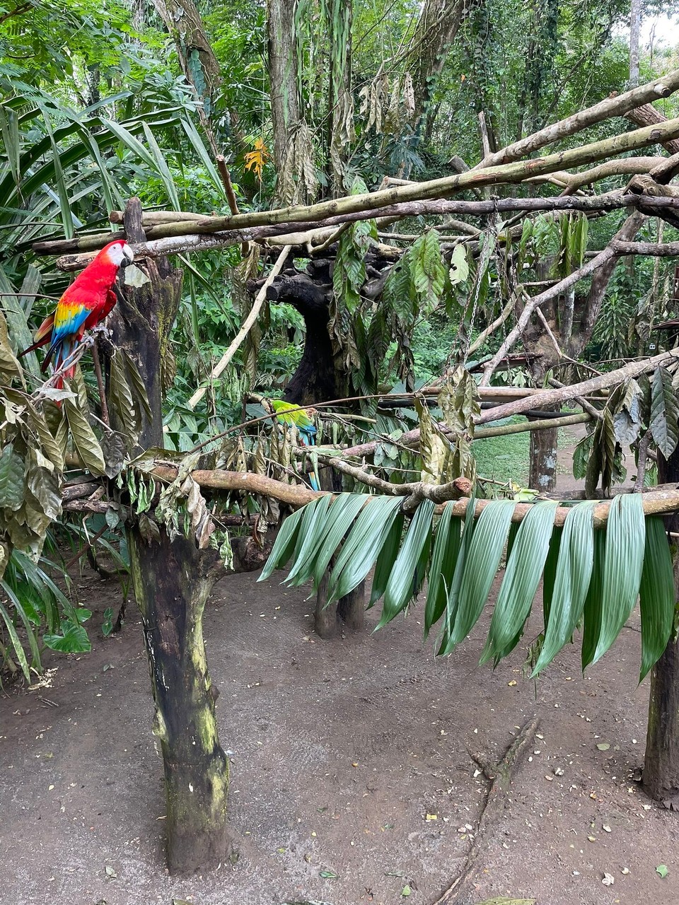 Costa Rica - Talamanca - Aras: Die Roten zahlreich am Pazifik, die grünen Soldatenaras der Karibik sind vom Aussterben bedroht. 