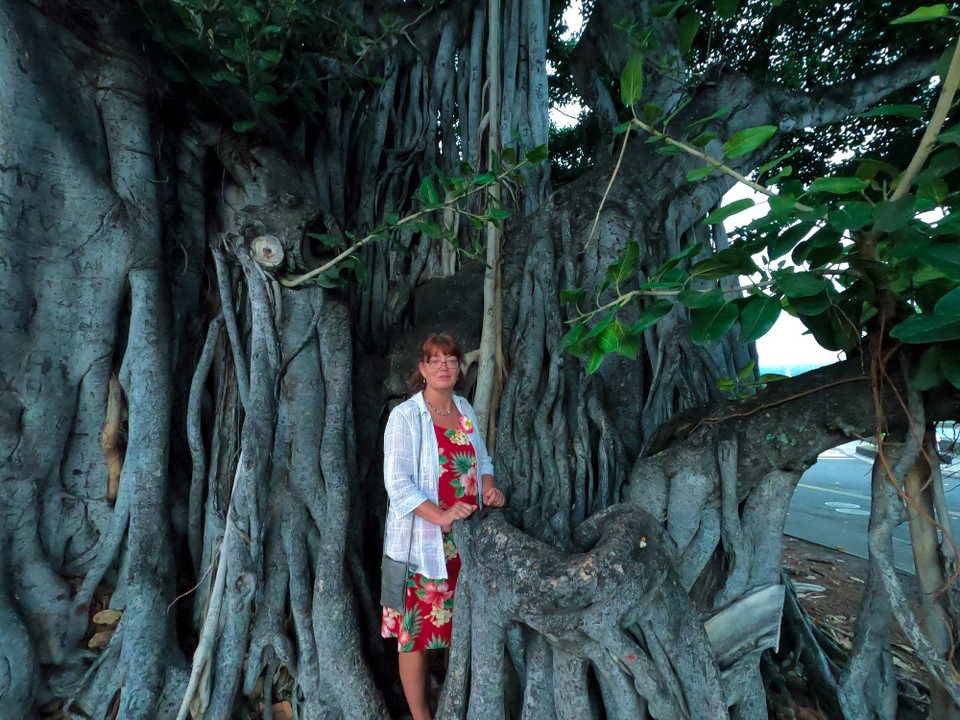 USA - Kailua-Kona - Was für ein Baum