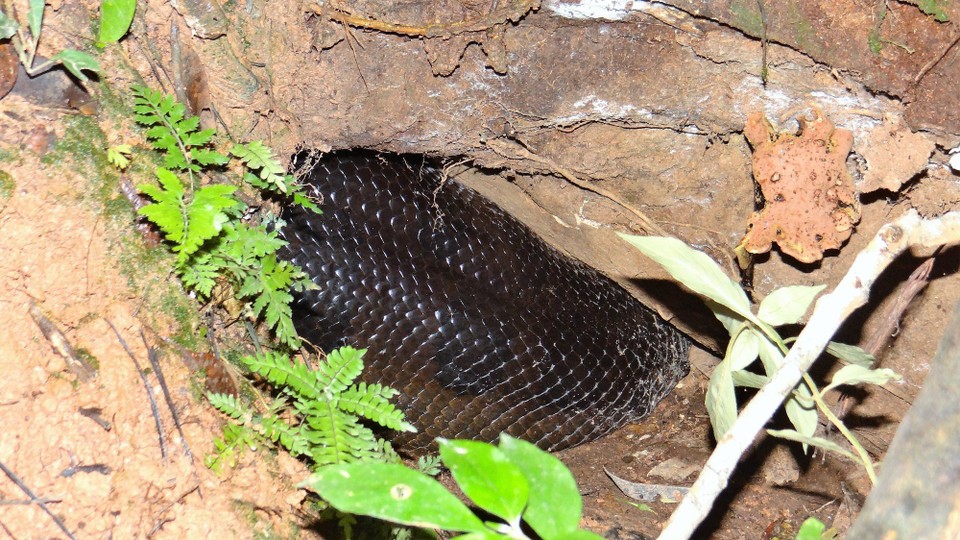 Ecuador - unbekannt - Mah-hoo-siv Anaconda