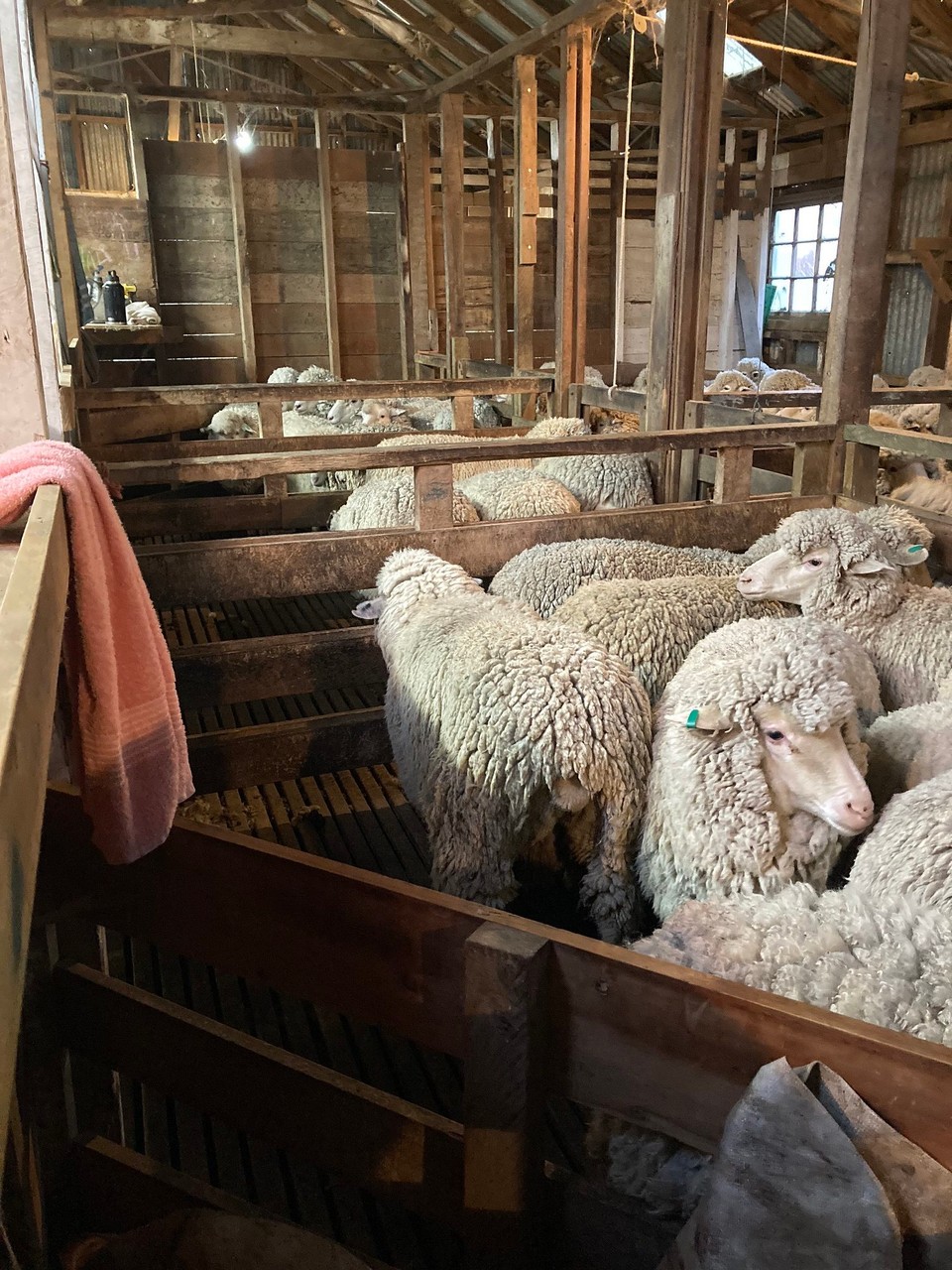 Neuseeland - Ward - Boxen für die Schärer sind gut gefüllt