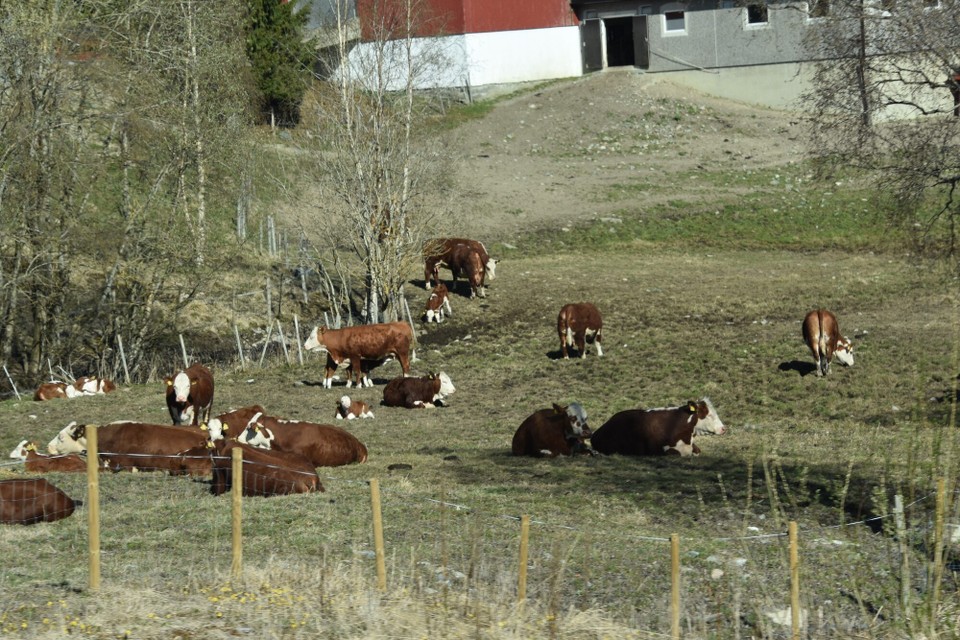 Norwegen - Trondheim - 
