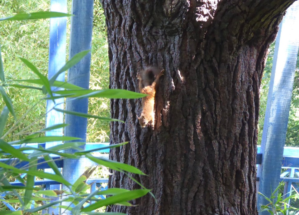 United Kingdom - Isles Of Scilly - We also spotted red squirrels, and a golden pheasant disappearing into the woods.