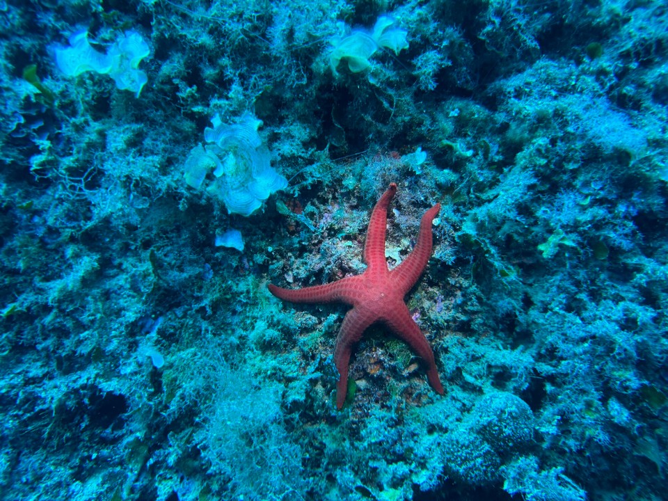 Italien - Capoliveri - Let‘s dive today to see the stars