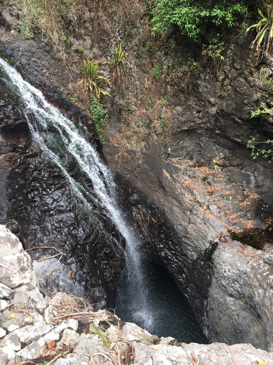 Ausztrália - Springbrook - 