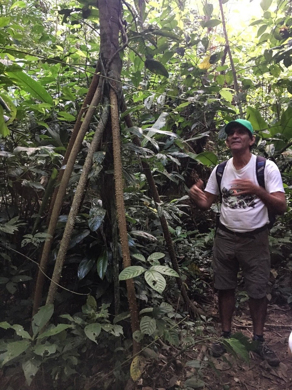 Peru - Puerto Maldonado - u.a. the walking tree ... der sich tatsächlich fortbewegen kann .. wenn auch nur langsam