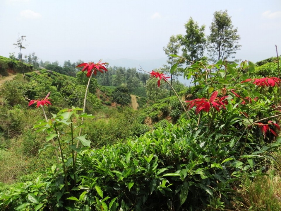 Indien - Coonoor - 