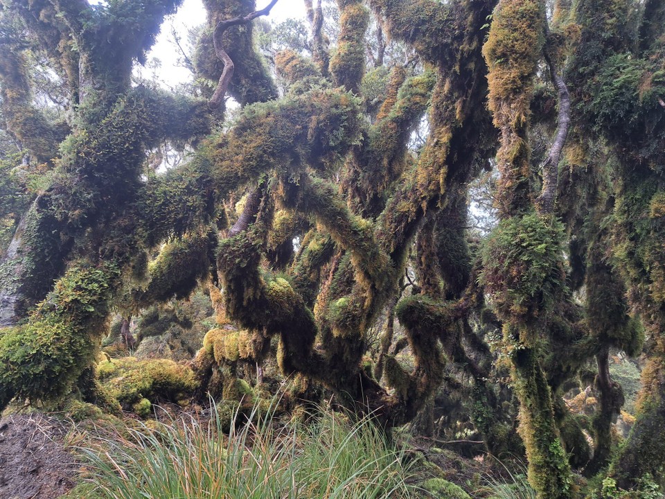Neuseeland - Te Aroha trail PK - 