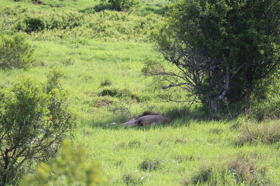 Südafrika - Port Elizabeth - 